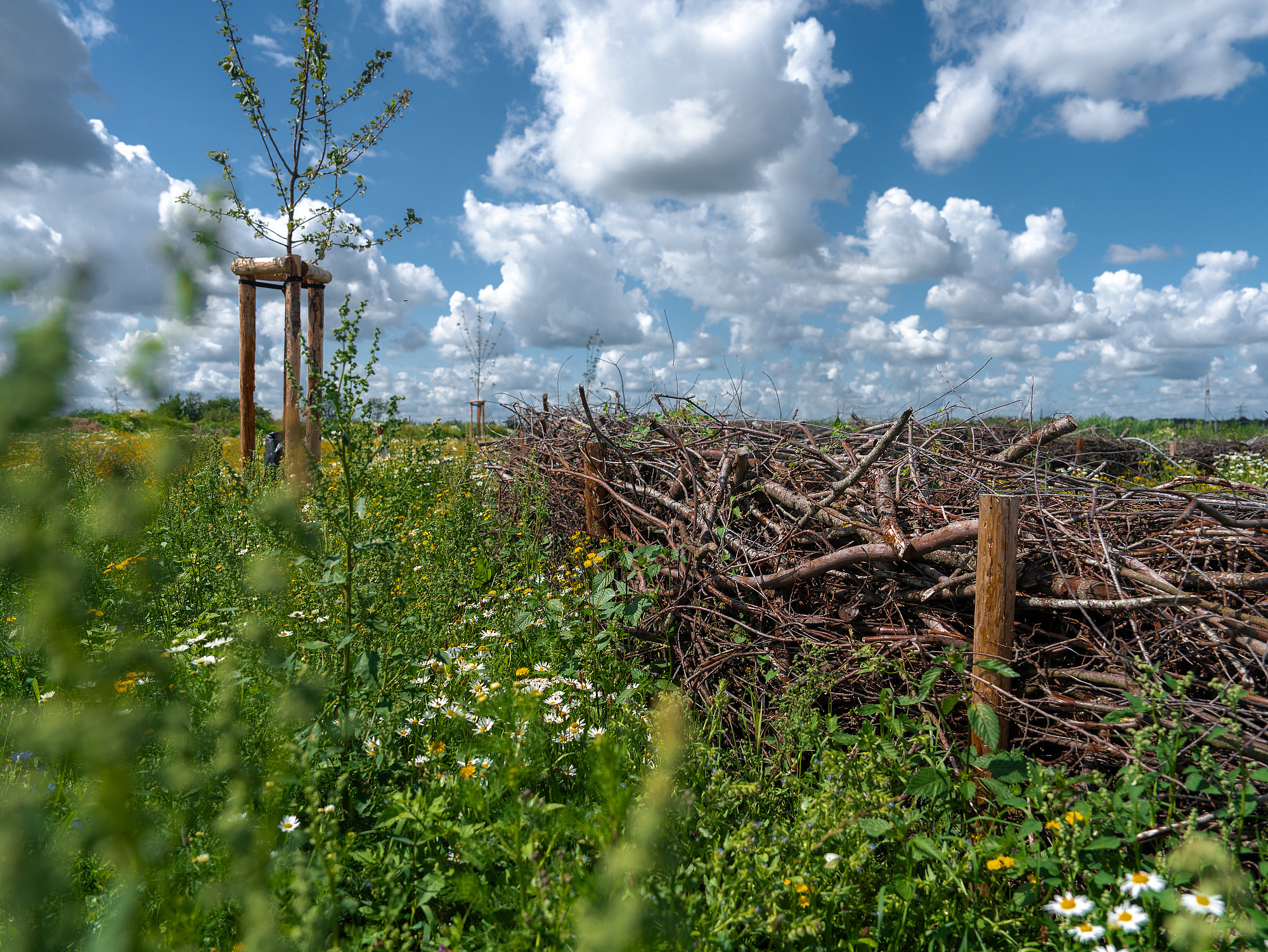 kopunkte Ausgleichsfl chen In Schleswig Holstein Naturprodukte Medelby kopunkte Ausgleichsfl chen In Schleswig Holstein Naturprodukte Medelby
